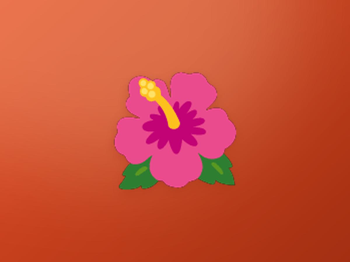 Hibiscus